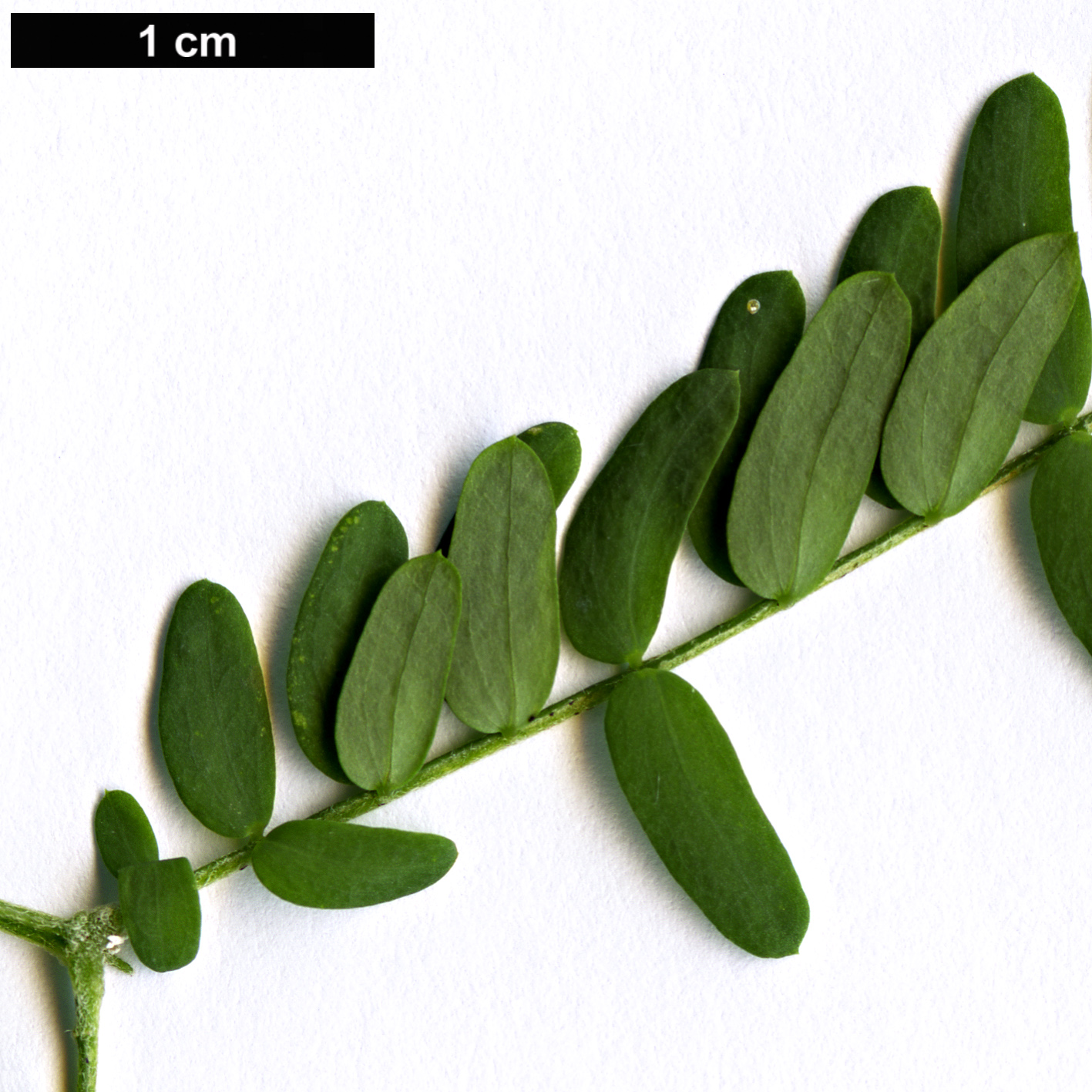 High resolution image: Family: Fabaceae - Genus: Acacia - Taxon: melanoxylon High resolution image: Family: Fabaceae - Genus: Acacia - Taxon: melanoxylon